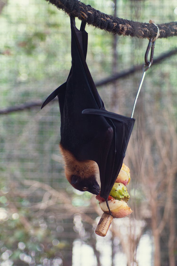 A Bat Hanging Upside Down