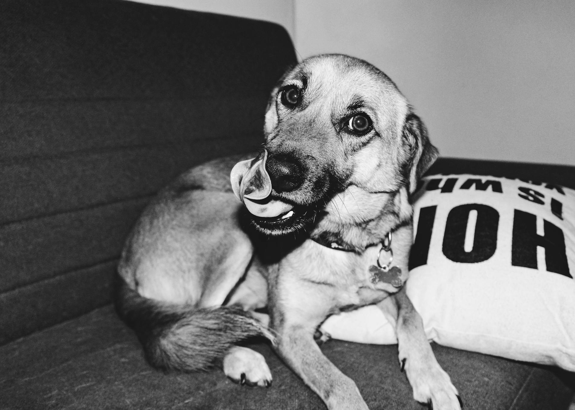 A Dog Licking Its Nose while Sitting on the Sofa