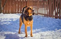 A Bloodhound Standing on a Snow Covered Ground