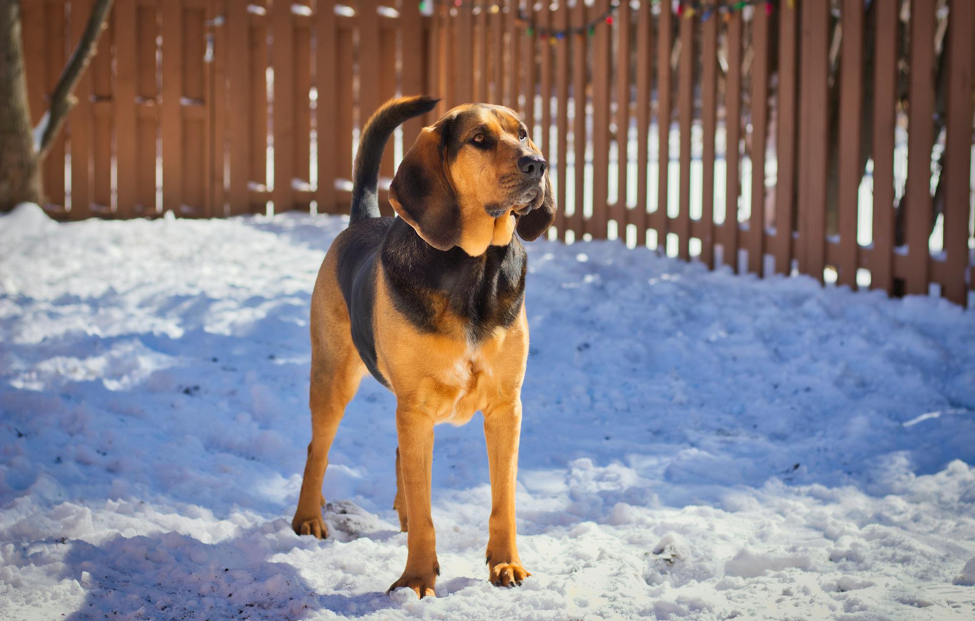 Een bloedhond op een met sneeuw bedekte grond