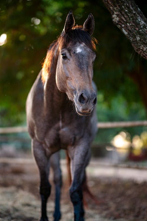 Gratis Fotos de stock gratuitas de animal, caballo, crin Foto de stock