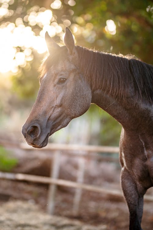 Gratis stockfoto met detailopname, dierenfotografie, paard