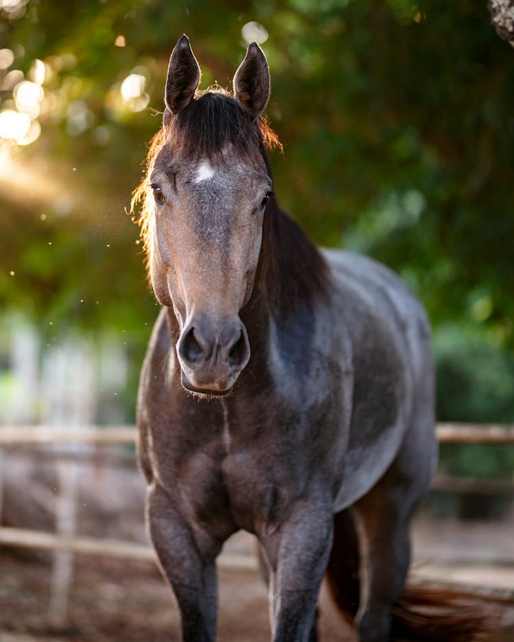 Thoroughbred Horse In Close-up Photography