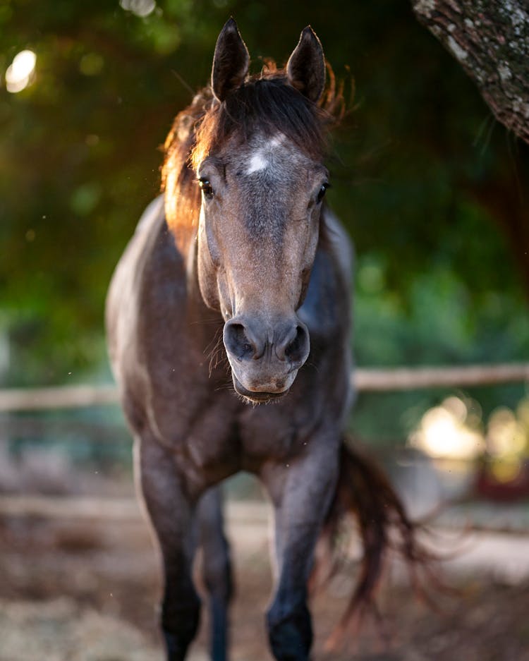 Thoroughbred Horse In Close-up Photography