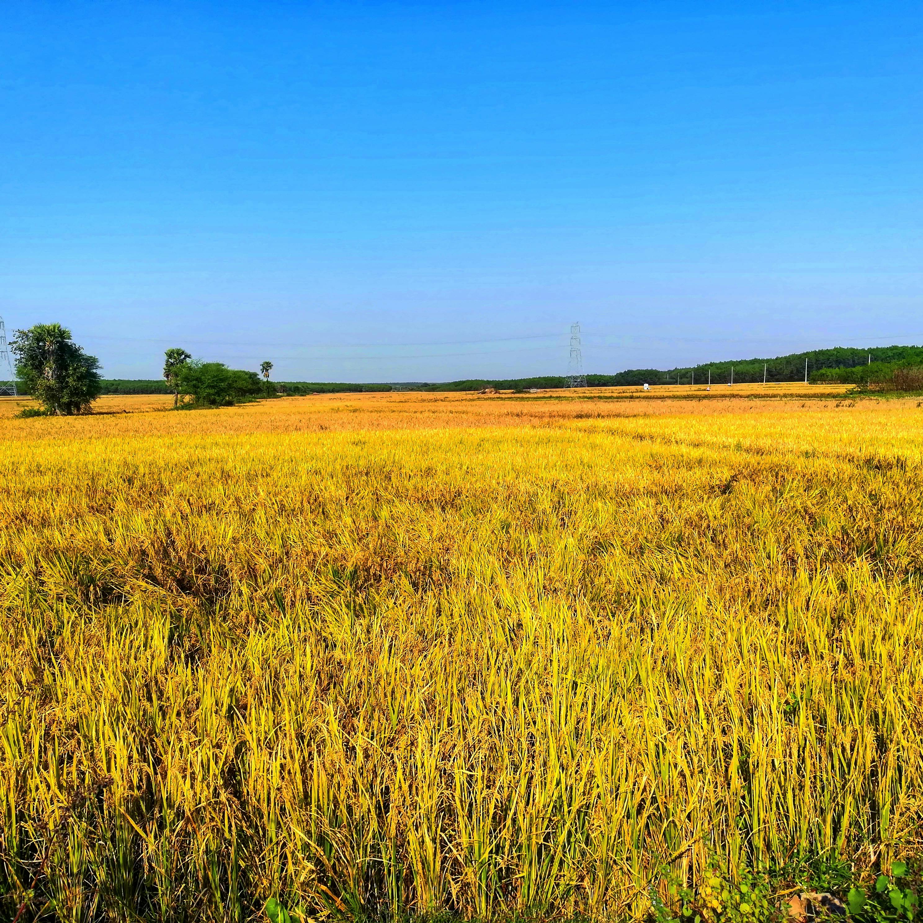  Foto  stok gratis tentang sawah  tanaman padi tanaman pangan