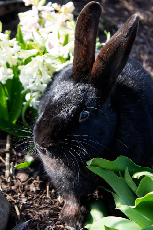 Darmowe zdjęcie z galerii z czarny, królik, ogród