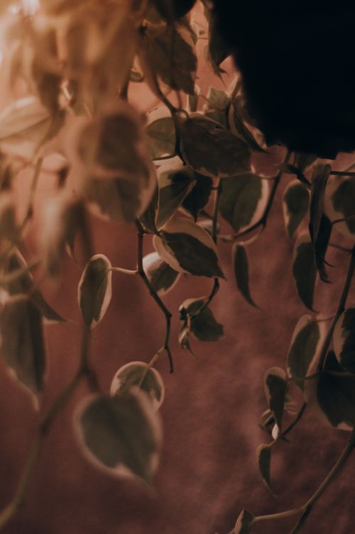 Free Warm-toned close-up of hanging variegated leaves creating a natural and serene atmosphere. Stock Photo