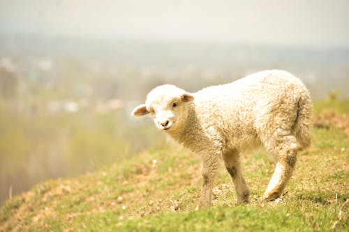 Photo of a White Lamb on Green Grass