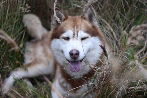 Free A Brown and White Siberian Husky Lying on Grass  Stock Photo