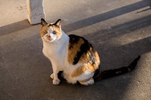 Calico Cat Sitting on Gray Concrete Floor