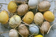 A Bunch of Multi-colored Chicken Eggs with a Few Strands of Hay