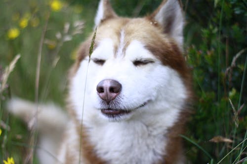 Безкоштовне стокове фото на тему «Сибірський хаскі, собака, собачий» стокове фото