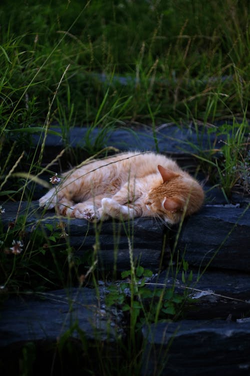 Free An Orange Tabby Cat Lying on Concrete Steps with Grass Stock Photo