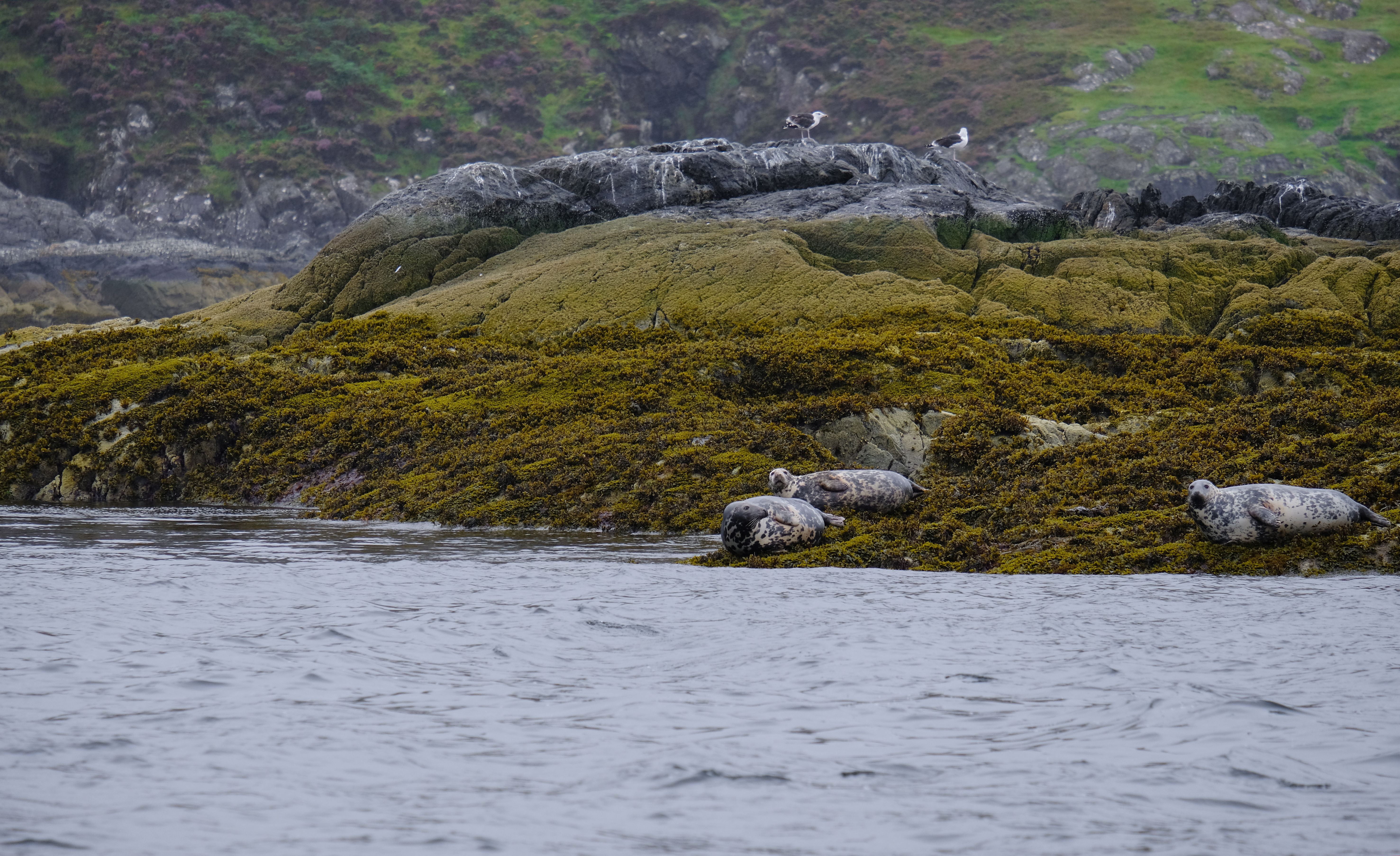 Scottish Highlands Outdoor Adventures: Munro Bagging, Kayaking, and Coasteering for Thrill-Seekers