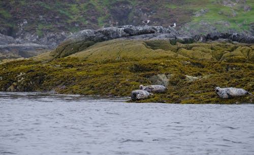 Free Seals on the Coast Stock Photo