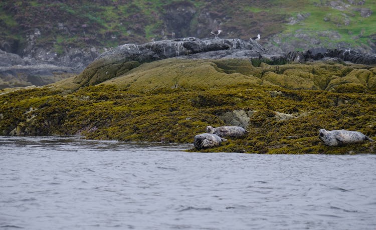 Seals On The Coast