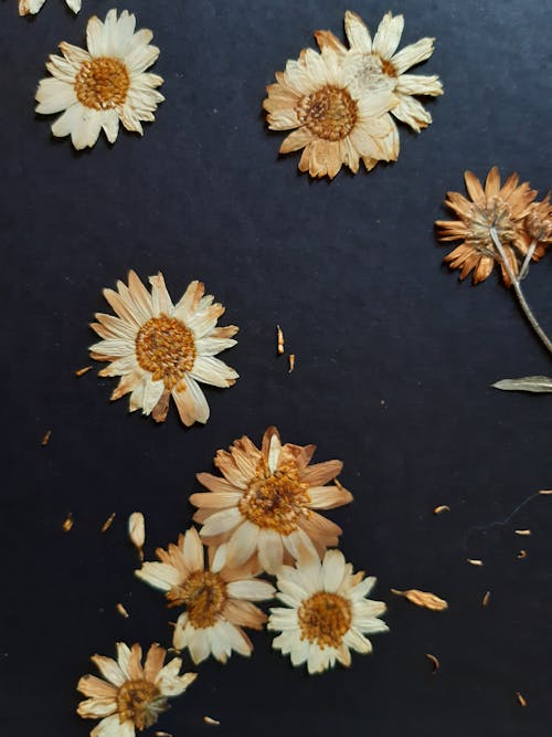 Free Close-up Photo of Dried Flowers Stock Photo
