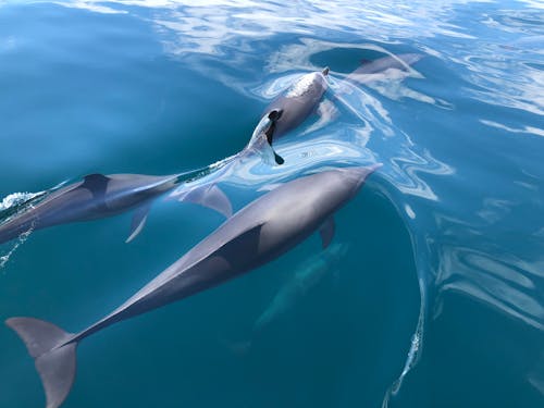 Gratis lagerfoto af bottle nose dolphins, delfin, delfinsikker