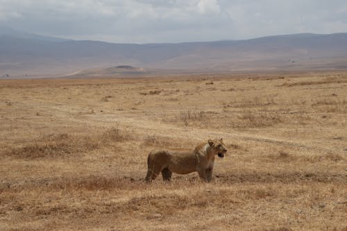 Brown Lioness on Brown Grass Field