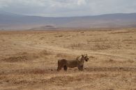 Brown Lioness on Brown Grass Field