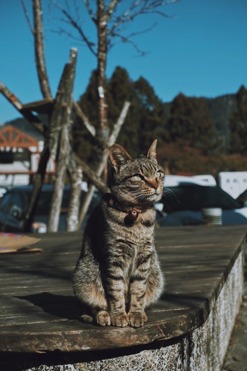 Gratis stockfoto met aanbiddelijk, dierenfotografie, gestreepte kat Stockfoto