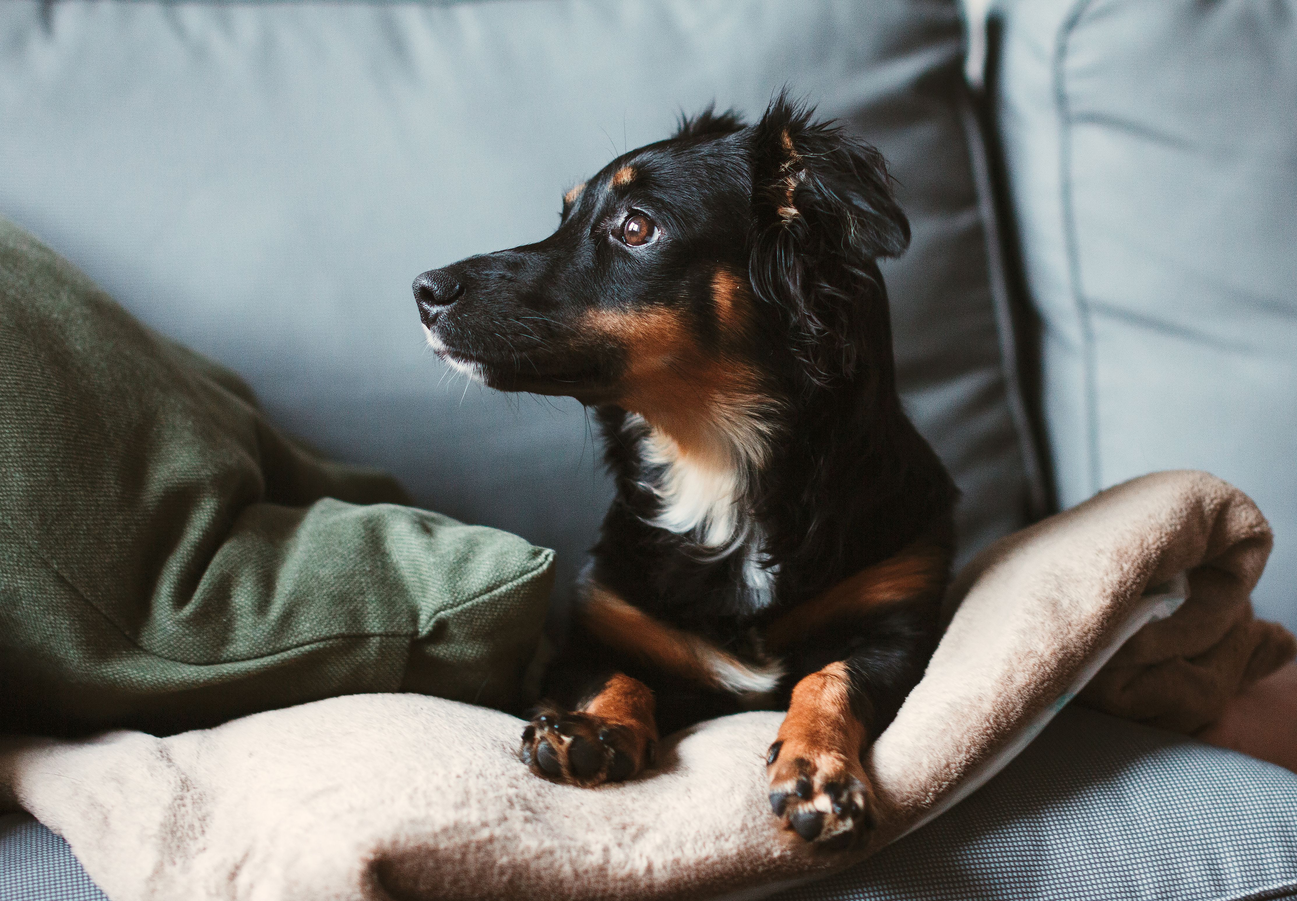 A pet undergoing diagnostic blood testing at a veterinary clinic