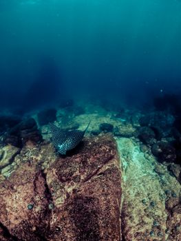 Discover a spotted eagle ray gracefully swimming over rocky sea floor, captured off the coast of Brazil.