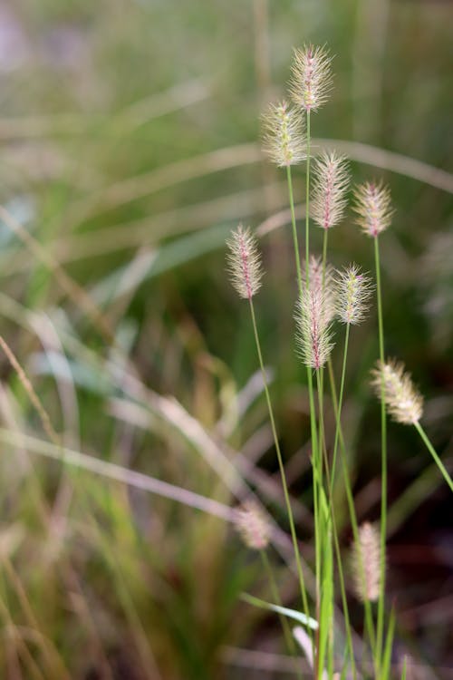 Close-up of Wild Grass 