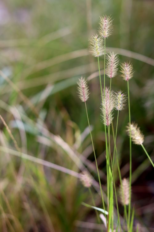 Free Captivating close-up of delicate wild grass with a summer feel, captured in natural light. Stock Photo
