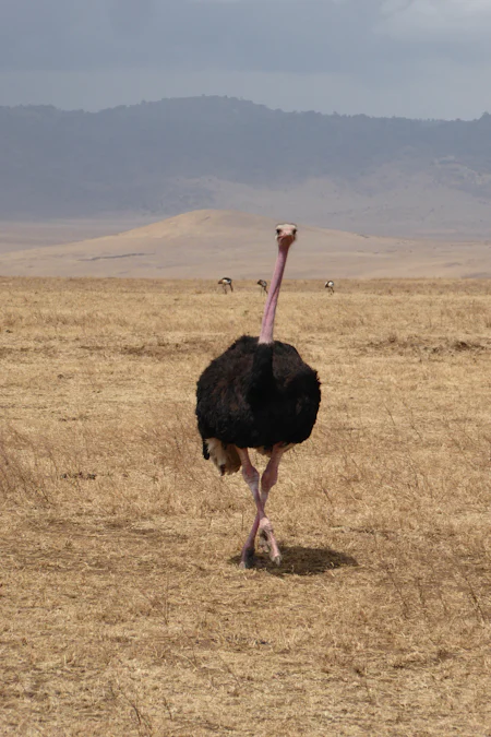El impacto del efecto avestruz en el comportamiento humano
