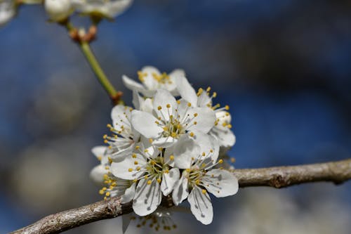 Free White Cherry Blossom in Close Up Photography Stock Photo