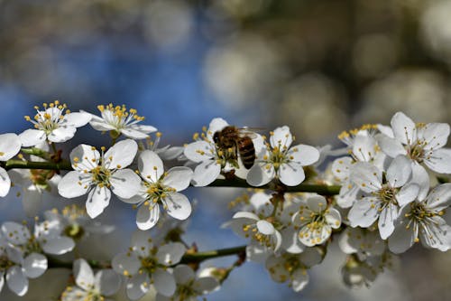 A Bee Pollinating on a Cherry Blossom Flower