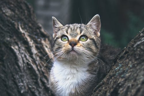 Close Up Shot of a Cat