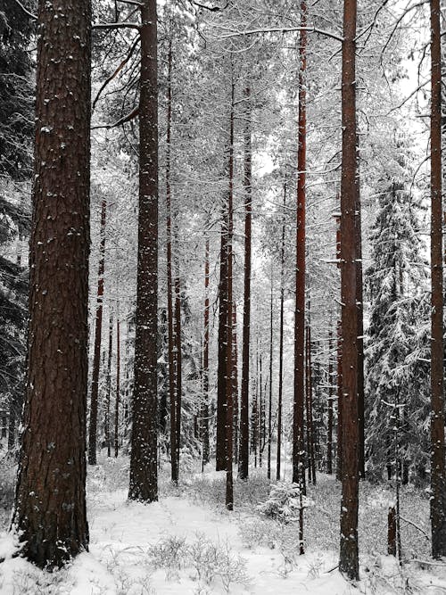 Bare Trees Covered in Snow 