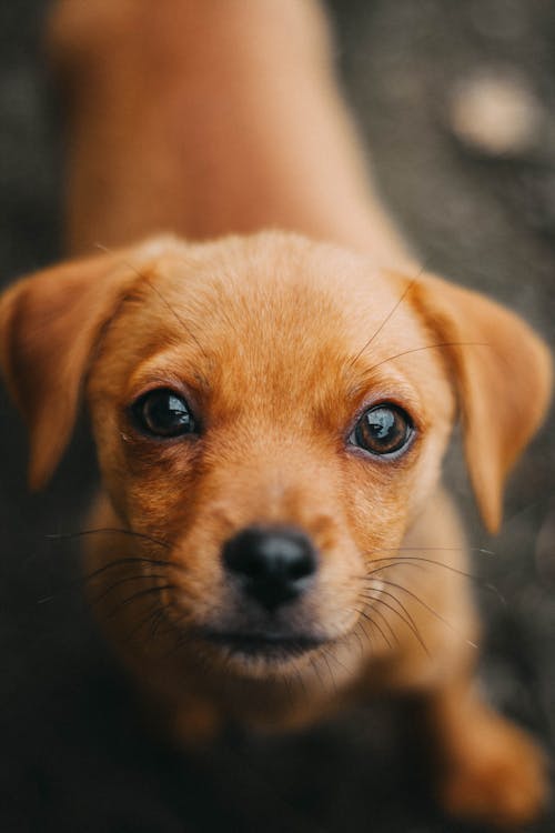 Close-Up of a Puppy 