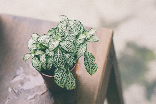 Groene Bladplant Op Bruine Pot Boven Houten Tafel