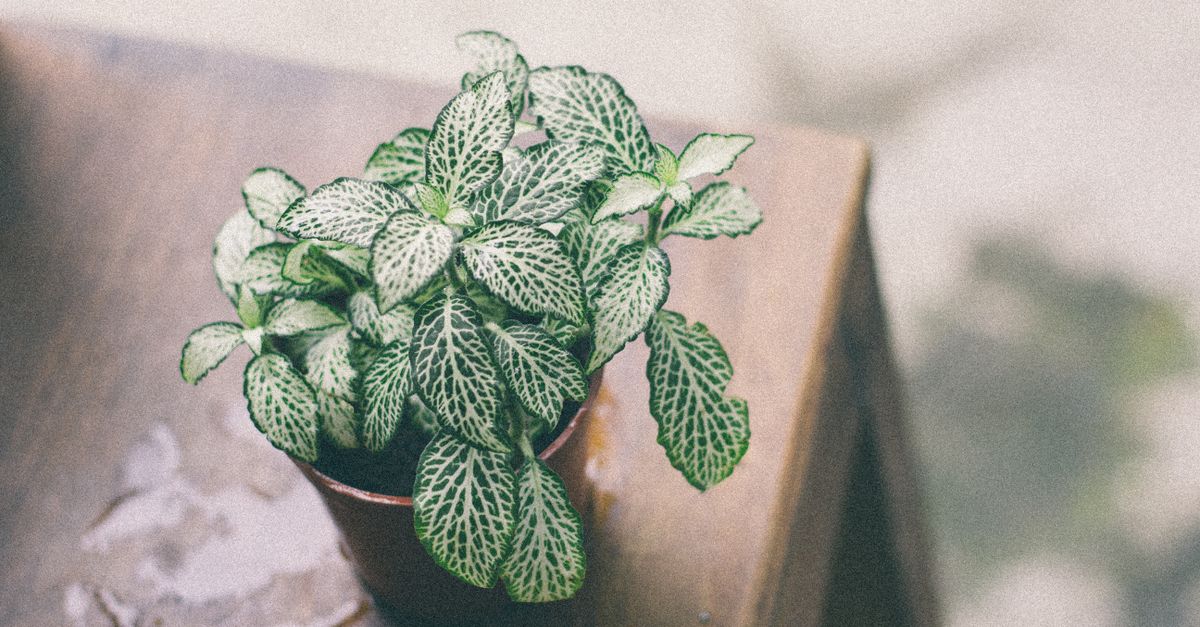 Close-up de uma vibrante planta Nerve (Fittonia) colocada em uma mesa de madeira com iluminação suave.