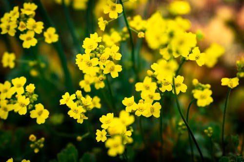 Yellow Flowers in Close Up Photography