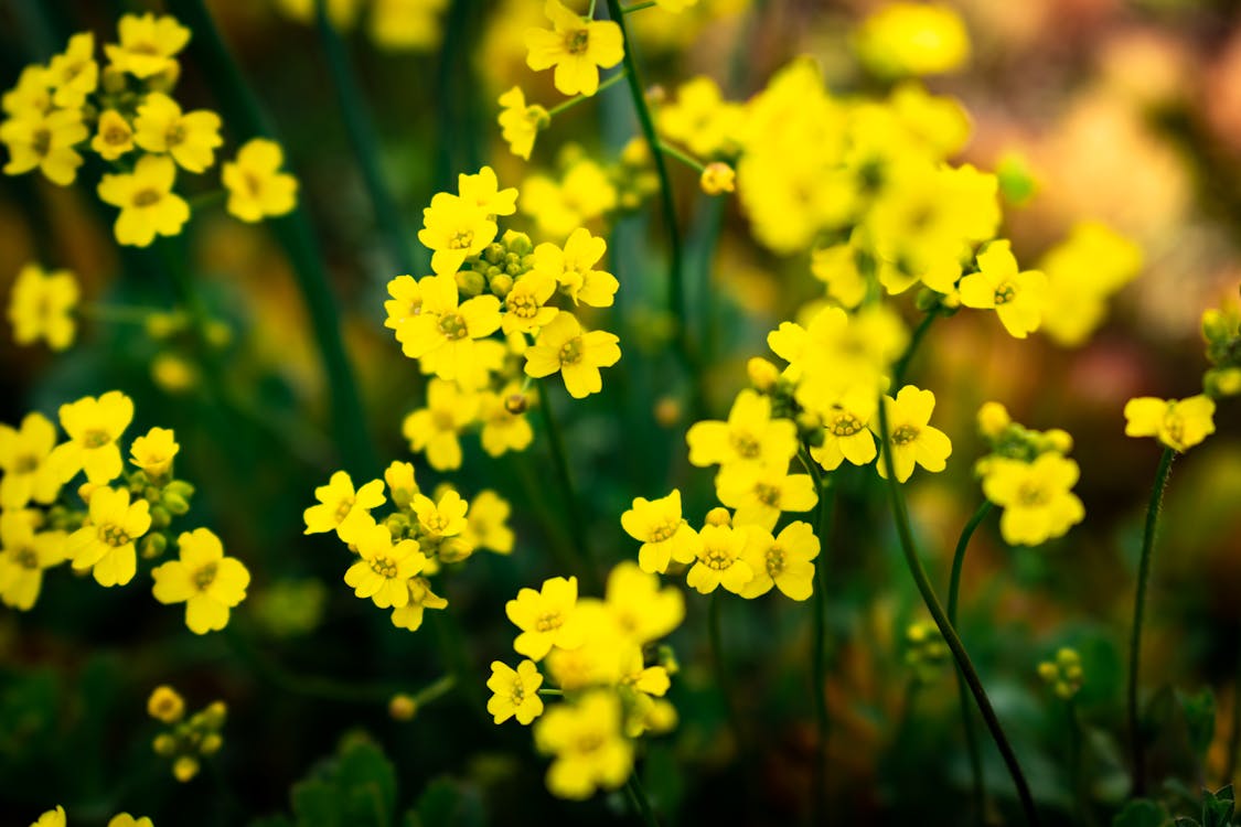 Yellow Flowers in Tilt Shift Lens