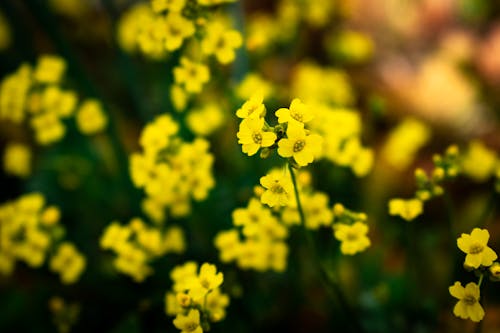 Selective Focus Photograph of Yellow Alyssum Flowers