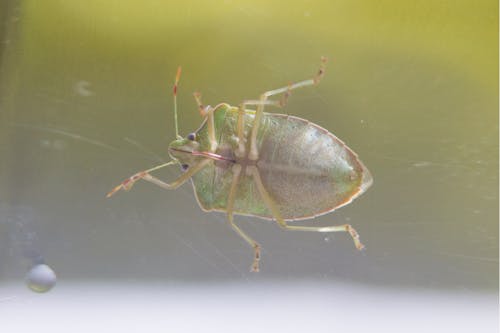 Foto d'estoc gratuïta de insecte, insectes, macro