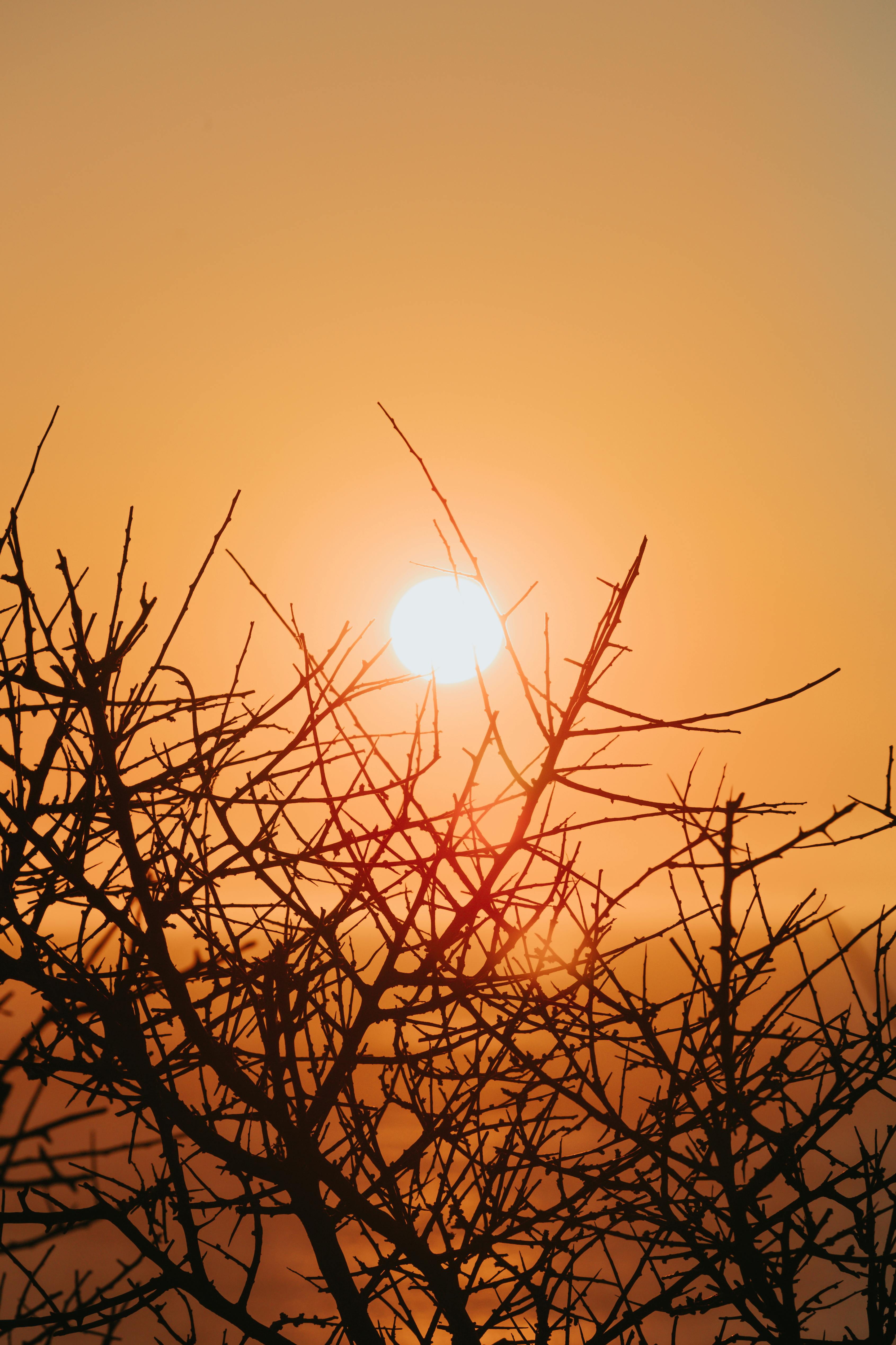 sun behind silhouette of bare branches