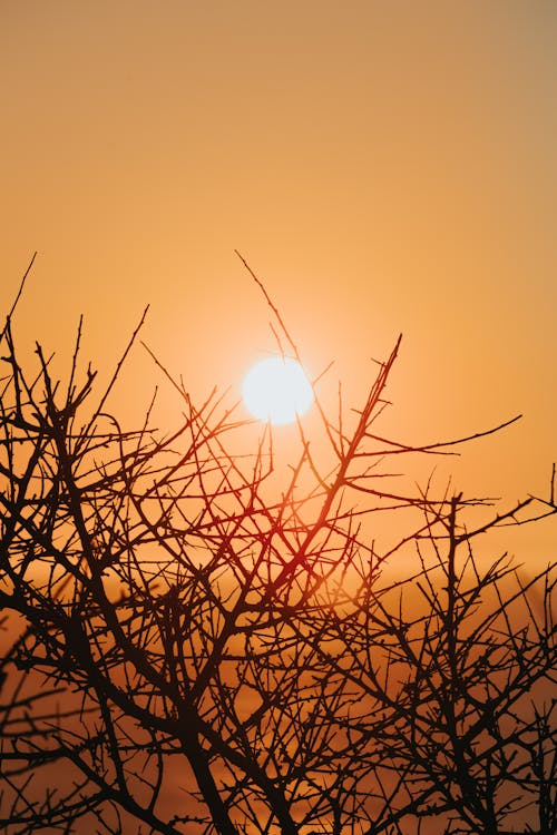 Sun Behind Silhouette of Bare Branches