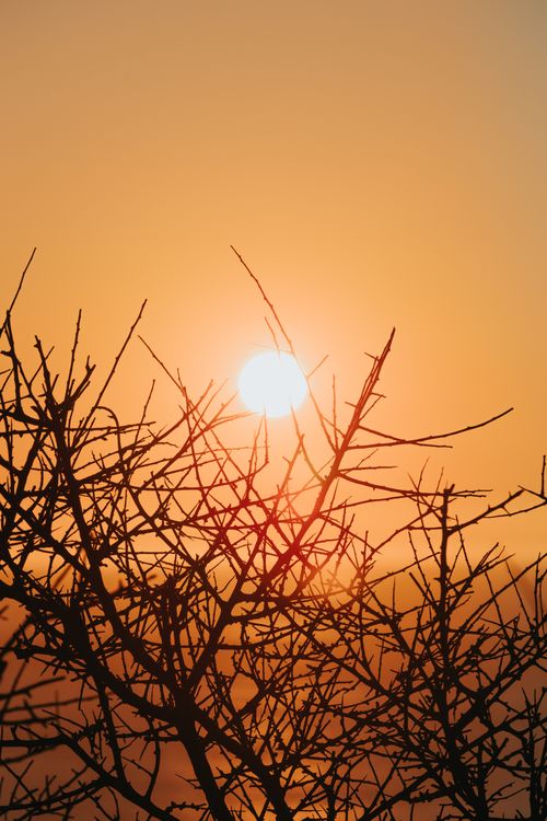 Free Silhouette of leafless branches with a vibrant sunset, creating a serene and dramatic scene. Stock Photo