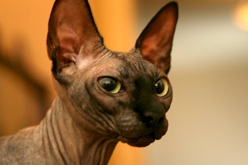 Free Brown Sphynx Cat in Close-Up Photography Stock Photo