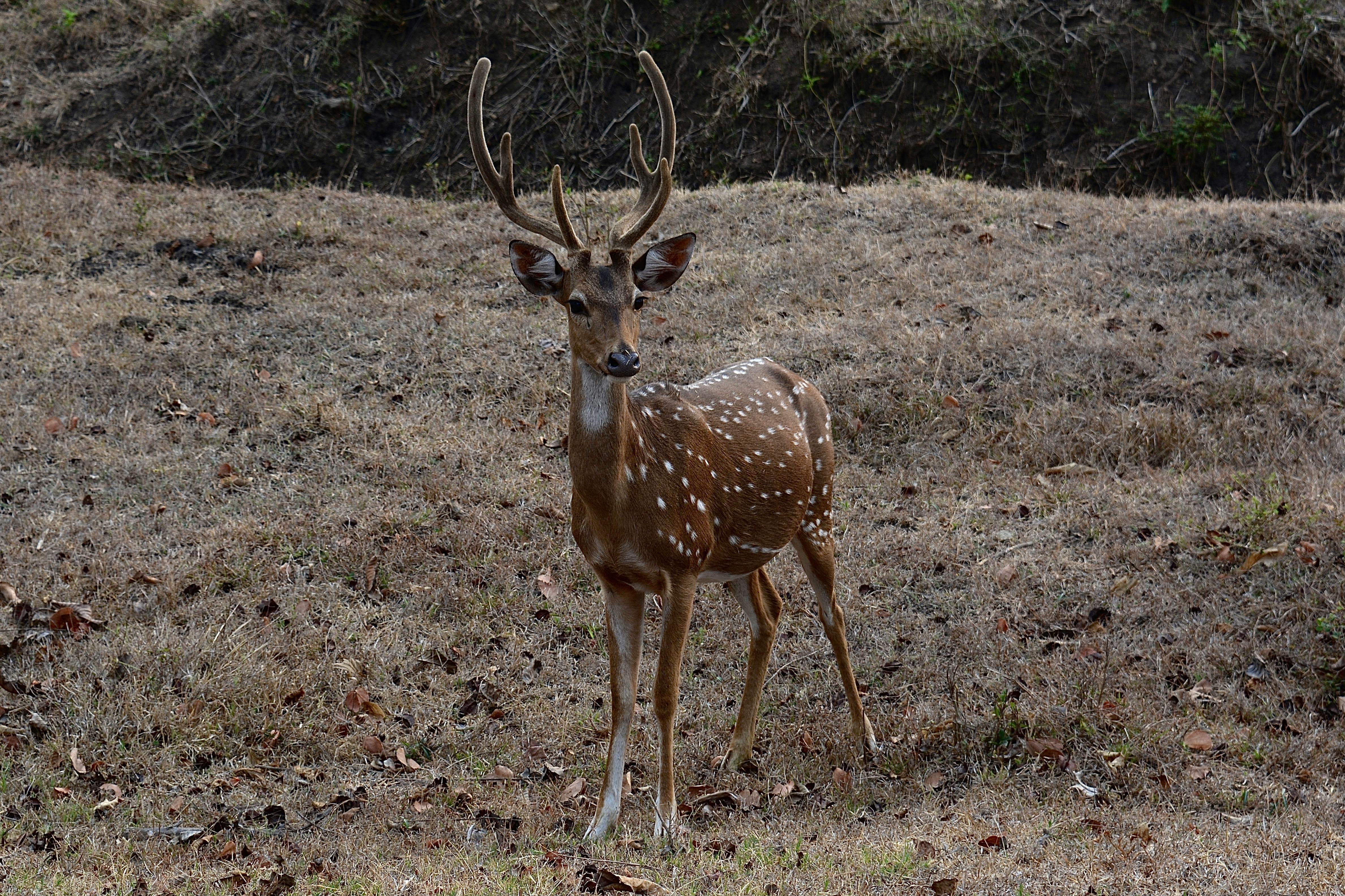 grátis Foto profissional grátis de animais selvagens, animal, animal selvagem Foto profissional