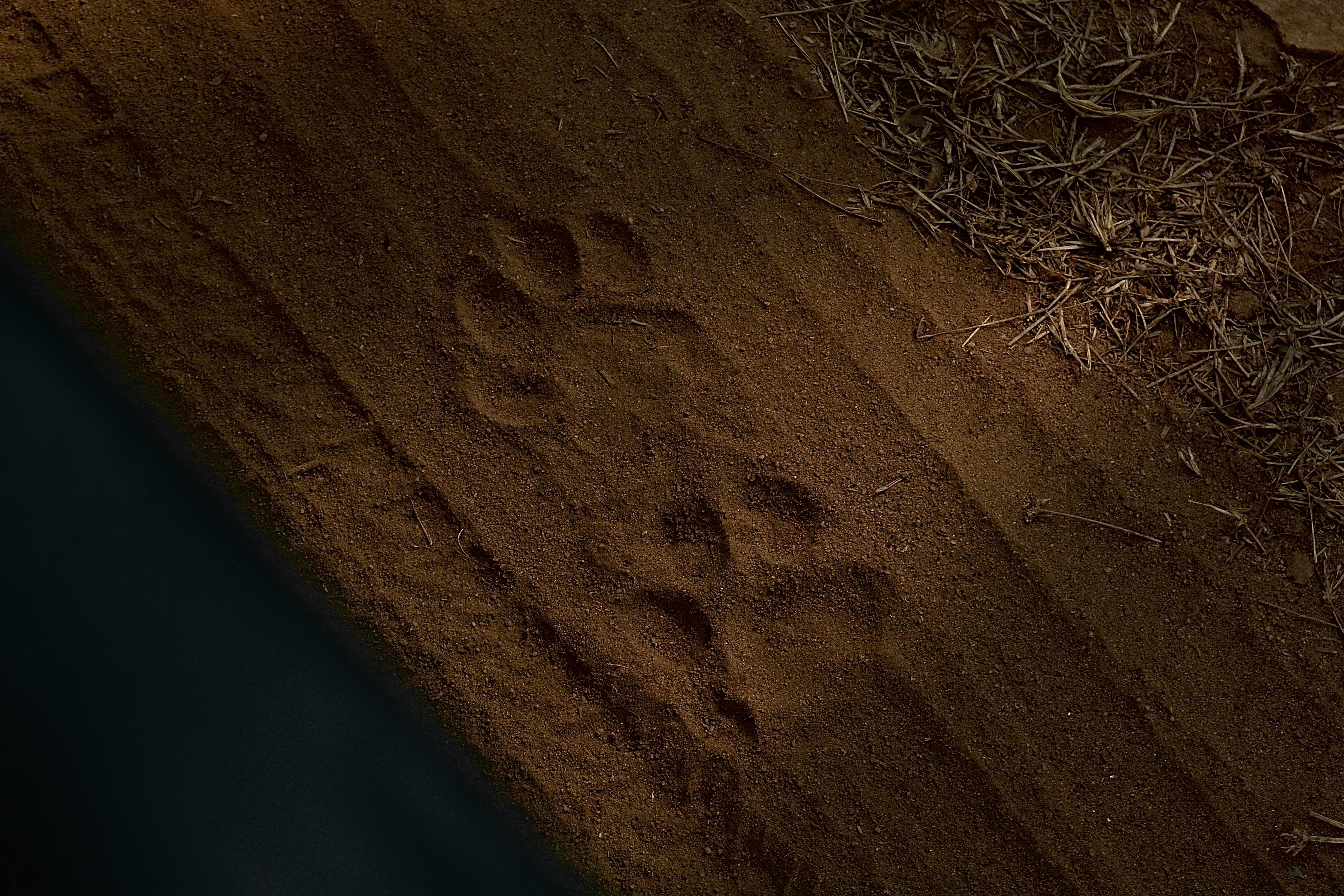 Un gros plan d'une empreinte de patte animale clairement visible dans le sable brun, à côté de l'herbe sèche, représentant les signes de passage des animaux dans le bush africain.