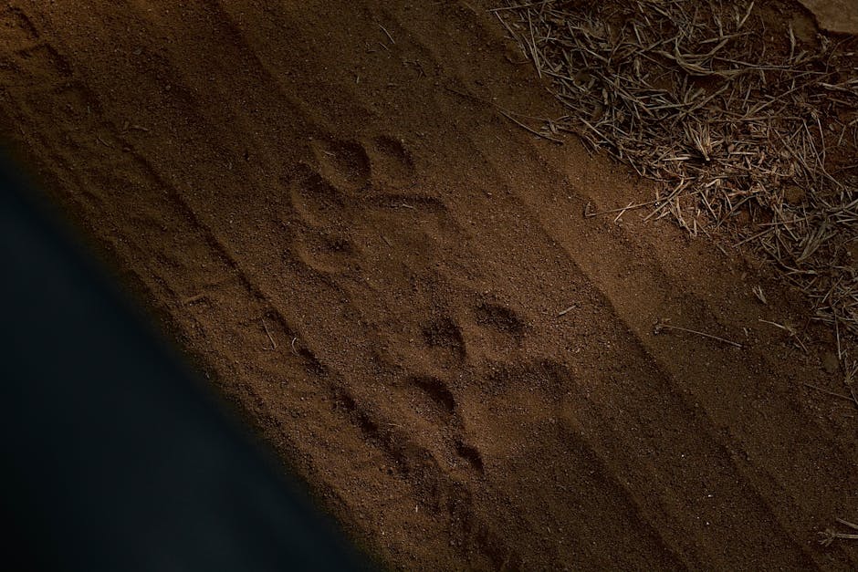 Empreinte animale dans le sol Gros plan détaillé d'une empreinte d'animal distincte dans le sable brun, illustrant les signes du pistage animalier en safari.