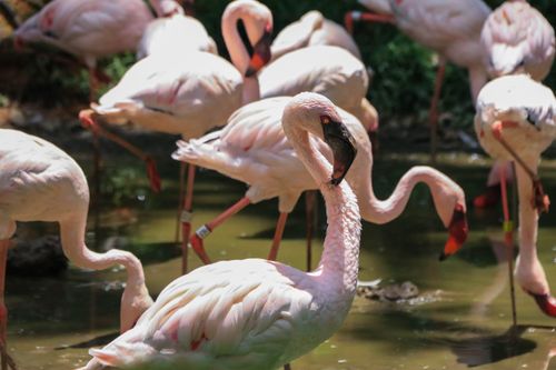 Free A serene group of flamingos gracefully wading in a pond in Singapore. Stock Photo