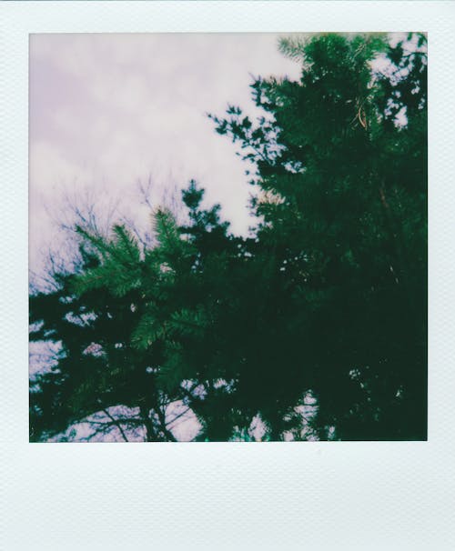 คลังภาพถ่ายฟรี ของ กล้องถ่ายรูปยี่ห้อโพเลอะรอยด, ด่วน, ต้นไม้